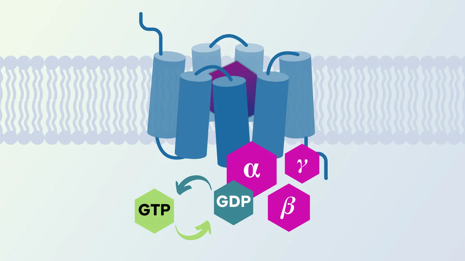 How Structural Biology Informs the Development of Drugs Targeting GPCRs